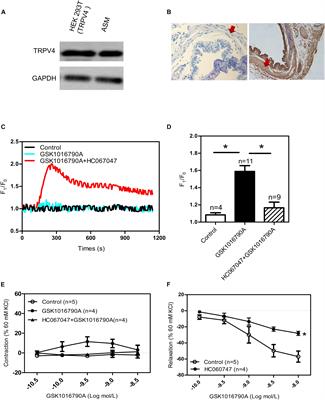 TRPV4 Complexes With the Na+/Ca2+ Exchanger and IP3 Receptor 1 to Regulate Local Intracellular Calcium and Tracheal Tension in Mice